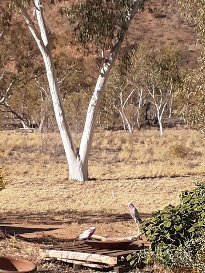 Squeakywindmill Boutique Tent B&B Alice Springs Exterior foto
